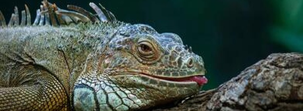 Проблеми з линькою у рептилій